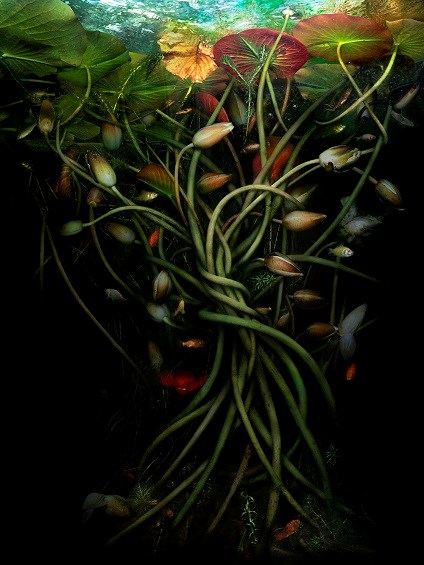 Catherine Nelson, from the series 'Unstill Life'