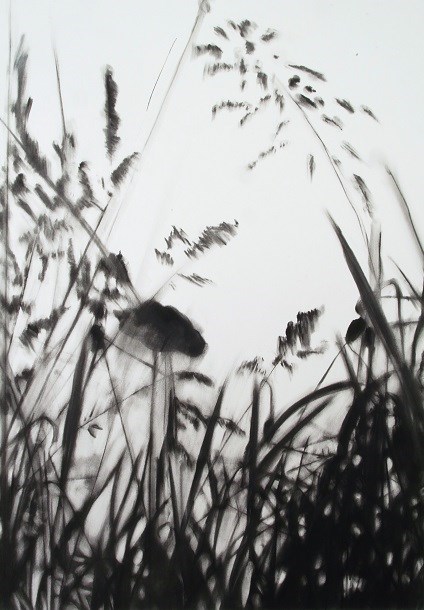 Carlijn Mens 02-Preserved Places, Roadside (klaproos, kropaar en gewoon struisgras) 2016 59.5x42cm houtskool op papier