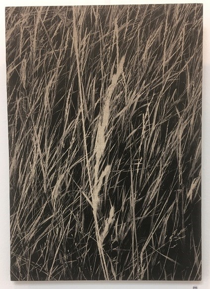 Corry van Hoof