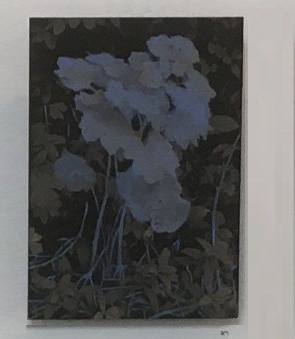 Corry van Hoof